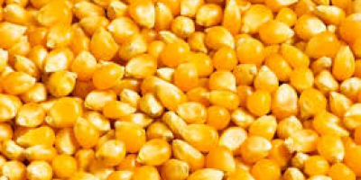 Sale of Ukrainian cereal products in large quantities: corn