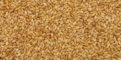 Verkauf von ukrainischen Getreideprodukten in großen Mengen: Mais 11