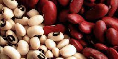 We sell red beans and white beans wholesale with