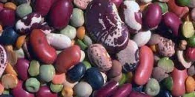 Wholesale red beans, white beans with delivery from Ukraine.
