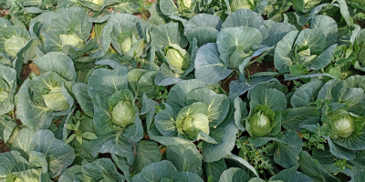 I will sell young white cabbage, caliber 1-2 kg