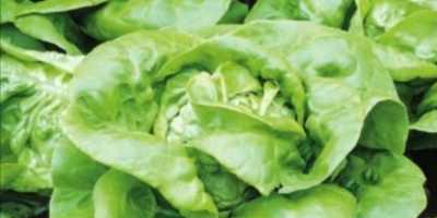 Hello. I have butter lettuce for sale (no spraying).