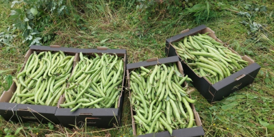 I will sell fresh broad beans in pods. Broad