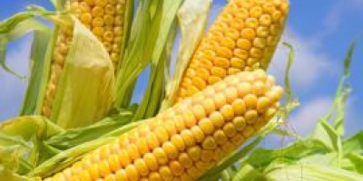 We sell 2021 high quality corn from Ukraine with