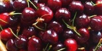 We are selling cherries produced in Bulgaria, the region