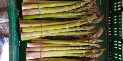 I will sell fresh green asparagus at a wholesale