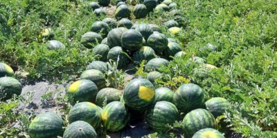 Fresh watermelon and melons .