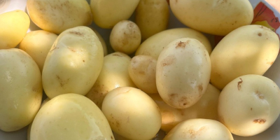 We sell new potatoes in large quantities, we can