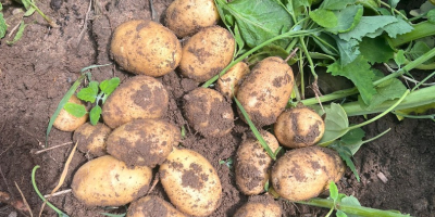 We sell new potatoes in large quantities, we can