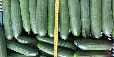 I will sell a short greenhouse cucumber. Packed in