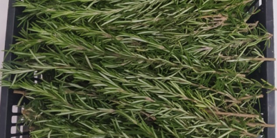 SELL INDUSTRIAL HERBS  HERBS ROSEMARY, PRICE - AGRICULTURAL EXCHANGE, Agro-Market24