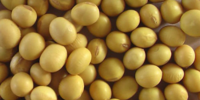 W e offer Premium Quality Non-GMO Soybean Seeds. We