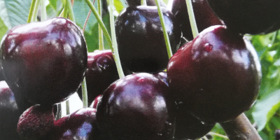 I will cooperate with the recipients of cherries: -
