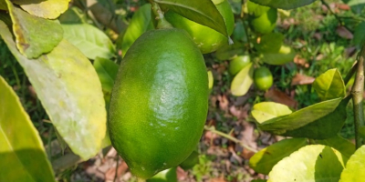Мање семена свежег лимуна из Бангладеша 10 до 15