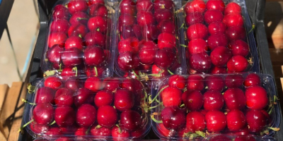 I will sell a cherry, size 26+, Burlat variety