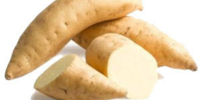 Wir beziehen unsere weißlichen, trockenfleischigen Süßkartoffeln von Farmen in