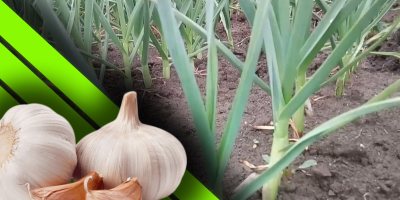Furculesti Organic Farm offers garlic grown in an ecological
