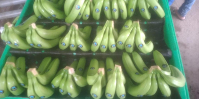 Ecuadori prémium prémium Cavendish banánt árulok a helyszínen ....