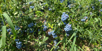 Hello! I am looking for buyers of American blueberries
