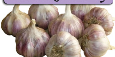 I will sell winter garlic freshly dug from the