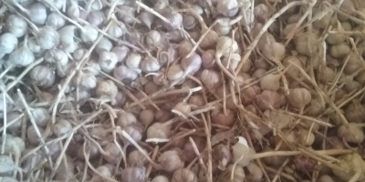 Ich verkaufe Winter Knoblauch, harnaś vorsortiert von 4 cm,