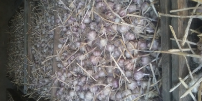 Ich verkaufe Winter Knoblauch, harnaś vorsortiert von 4 cm,