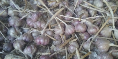 Ich verkaufe Winter Knoblauch, harnaś vorsortiert von 4 cm,