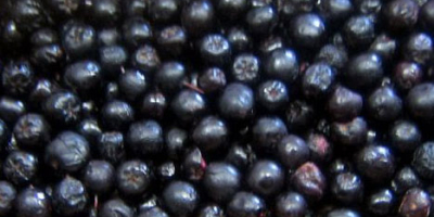 I will sell chokeberry fruits from conventional and transitional