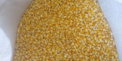 Ich verkaufe Maisadour V37 Mais / Getreide in guter