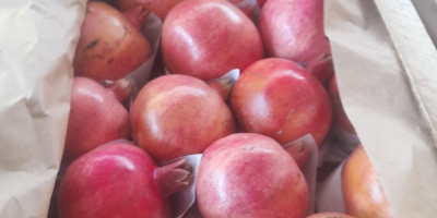 Süße ökologische Melonen aus Usbekistan. Exportzeit: Vom 15. Juni