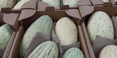 Meloni dolci ecologici dell&#39;Uzbekistan. Tempo di esportazione: dal 15