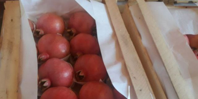 Meloni dolci ecologici dell&#39;Uzbekistan. Tempo di esportazione: dal 15