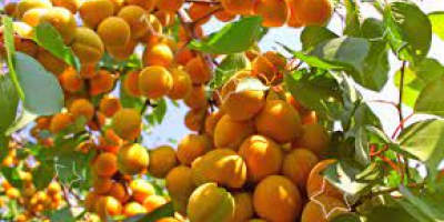 Issyk Kul &quot;red-cheeked&quot; apricots. Apart from fresh consumption, apricots
