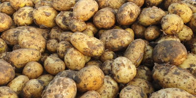 I am selling new consumer potatoes, very good quality