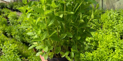 I will sell wholesale quantities of mint in pots,