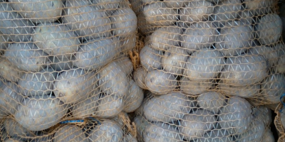 I will sell potatoes, Tajfun, 15 kg bags