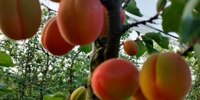 I sell apricots of different qualities at retail and