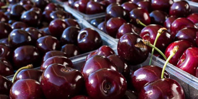 BUY FRESH FRUITS FRESH SOUR CHERRIES, PRICE - AGRICULTURAL ADVERTISEMENTS, Agro-Market24