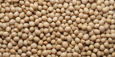 GMO soybean: Humidity - up to 12% Estimated admixture