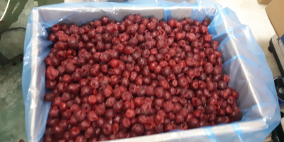 IQF pitted bio and conventional sour cherries . High