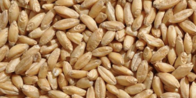 Vendiamo la produzione di grano da foraggio di grado