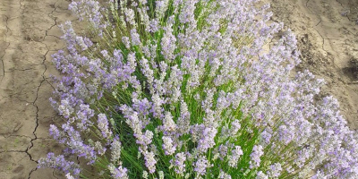 Hi We are a family-owned lavender farm in Romania