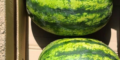 Wassermelonen in loser Schüttung. Top-Qualität Herkunft: Iran, Georgien, Usbekistan.