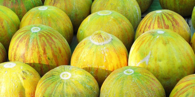 Liebe Freunde, ich biete Ihnen süße Melone aus Usbekistan