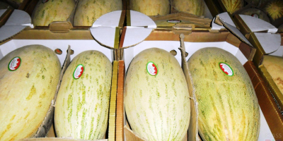 Liebe Freunde, ich biete Ihnen süße Melone aus Usbekistan