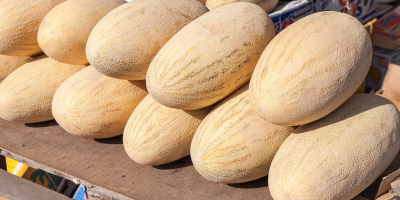 Dear friends I offer you sweet melon from Uzbekistan