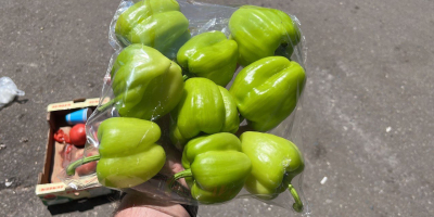 Krakow green pepper of Iran, Turkey, Uzbekistan The highest