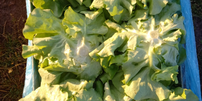 I will sell large butterhead lettuce, the price depends