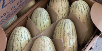 The best melons from Uzbekistan, TORPEDO variety. We offer