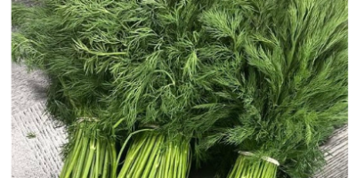 I will sell green fennel in large quantities, constant